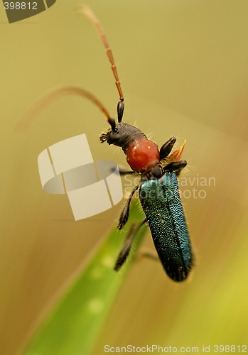 Image of Bug