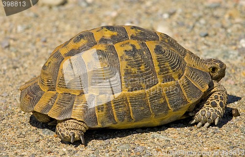 Image of Turtle