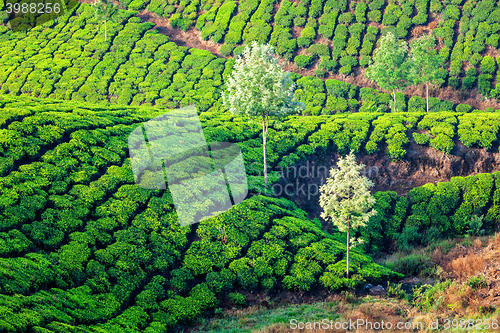 Image of Green tea plantations