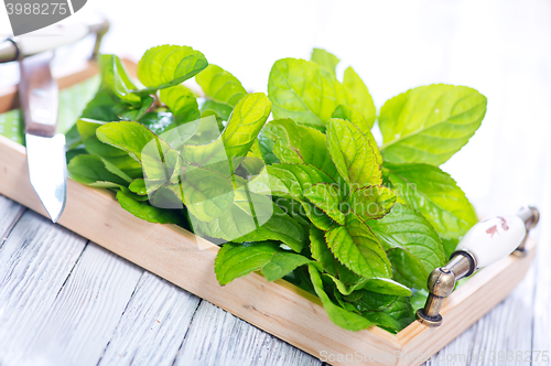 Image of fresh mint