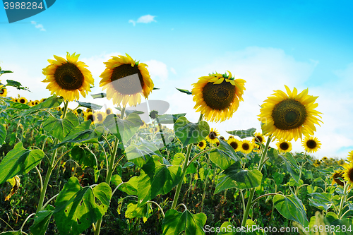 Image of sunflower field