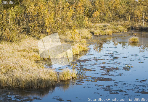 Image of rushy lake