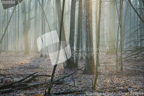 Image of Beams of ligth over entering autumnal forest