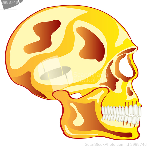 Image of Skull from gild in profile