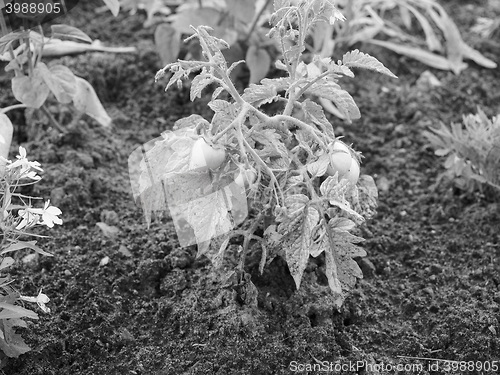 Image of Tomato plant with green tomatoes in black and white