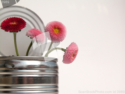 Image of daisy