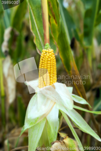 Image of mature corn crop