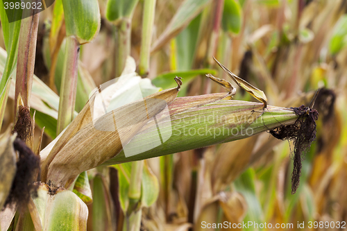 Image of ripe corn, autumn