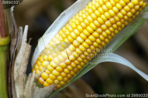 Image of field with mature corn