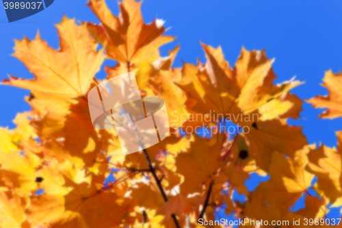 Image of autumn in the park