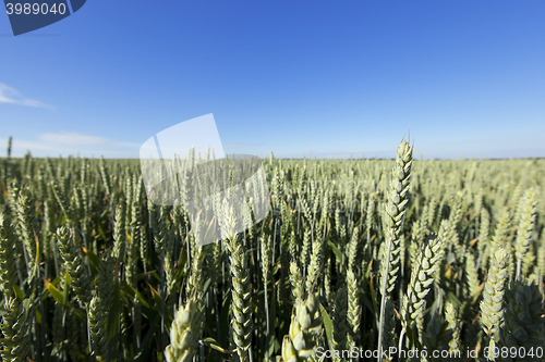 Image of agricultural field wheat