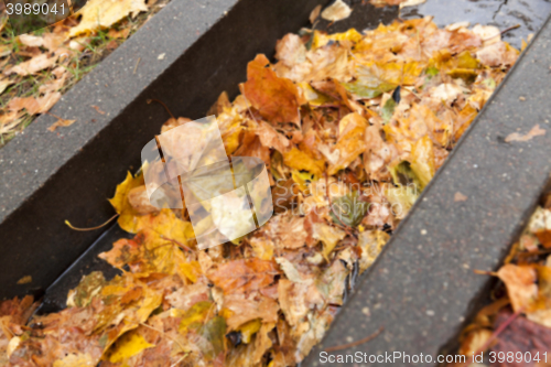 Image of autumn in the park