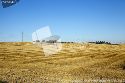 Image of agricultural field with cereal