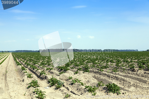 Image of Agriculture, potato field