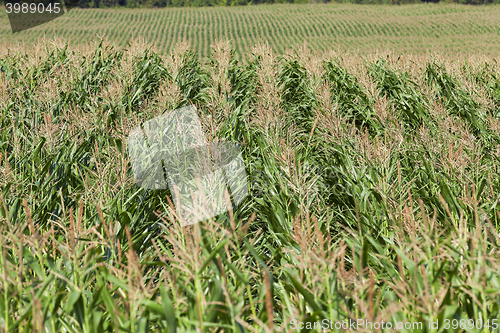 Image of Field with corn