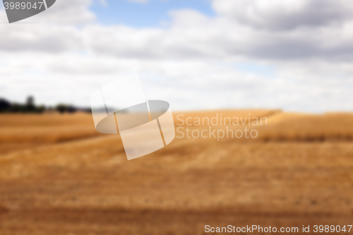 Image of ripe wheat crop