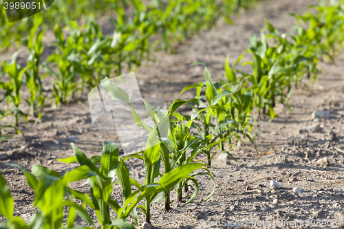 Image of Field with corn