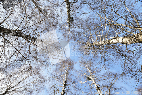 Image of Birch tree in winter