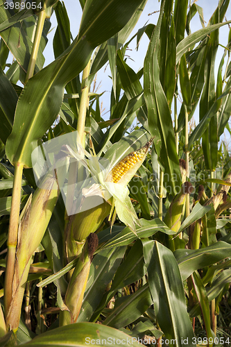 Image of Field with corn