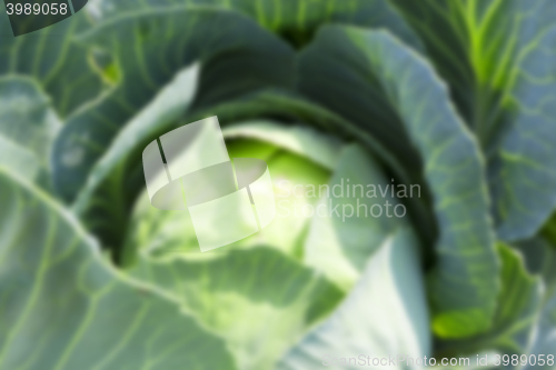 Image of green cabbage with drops