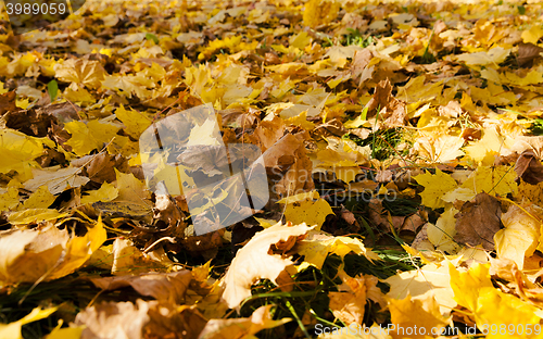 Image of yellowed foliage close up
