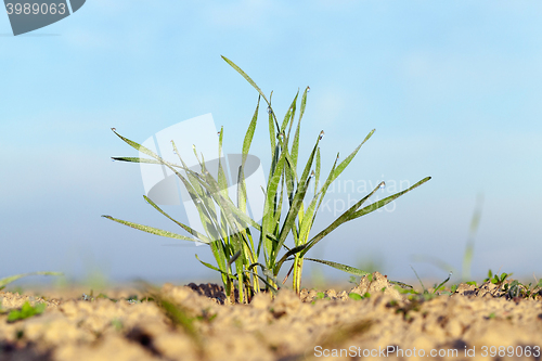 Image of young grass plants, close-up