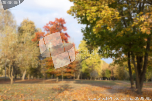 Image of autumn in the park