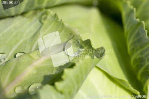 Image of green cabbage with drops