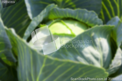Image of green cabbage with drops
