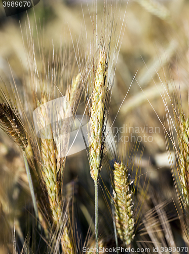 Image of farm field cereals