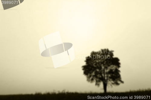 Image of tree in the field, autumn