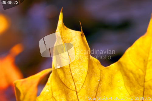 Image of autumn in the park