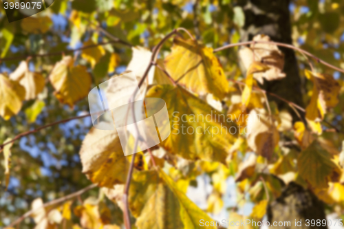 Image of autumn in the park