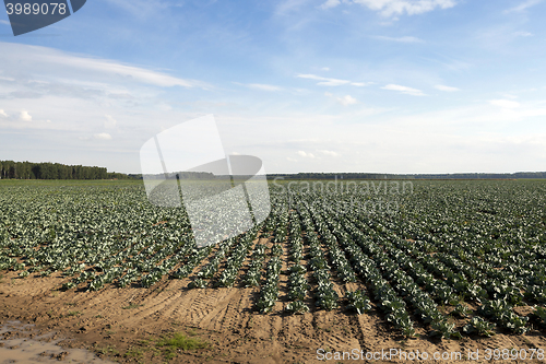 Image of green cabbage in a field