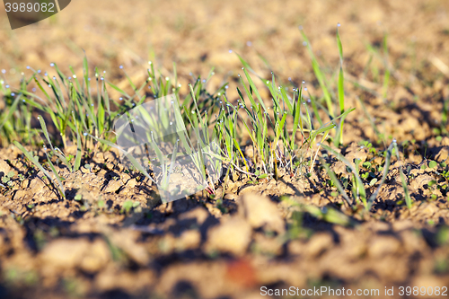 Image of young grass plants, close-up