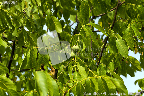 Image of unripe green walnuts