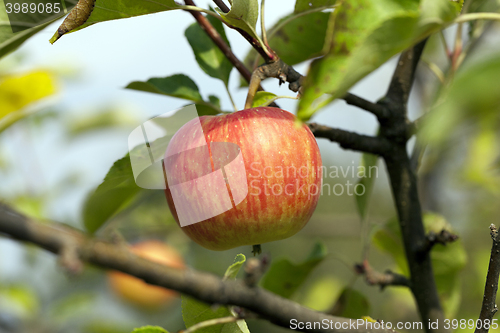 Image of Apple on a branch