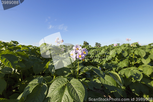 Image of Agriculture, potato field