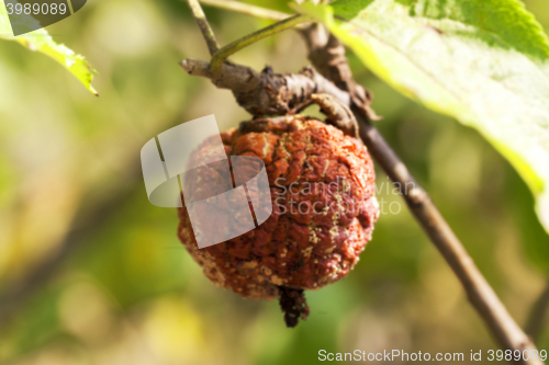 Image of Apple on a branch