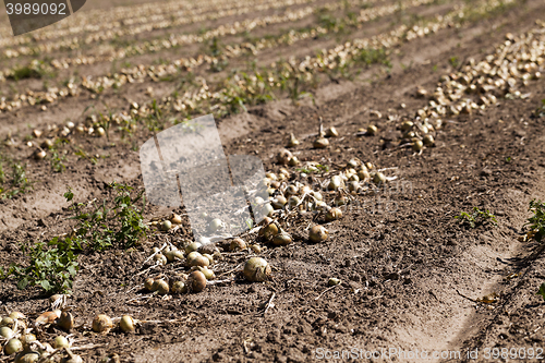 Image of Harvesting onion field