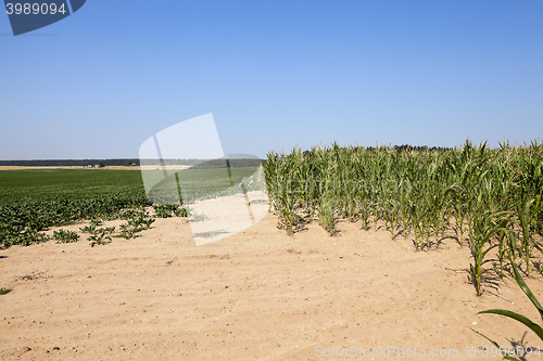 Image of Corn field, summer