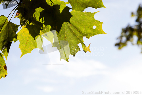 Image of leaves on trees, autumn