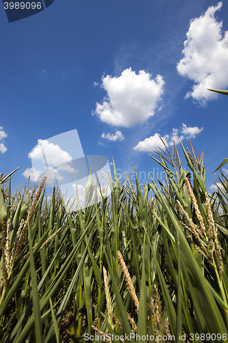 Image of Corn field, summer