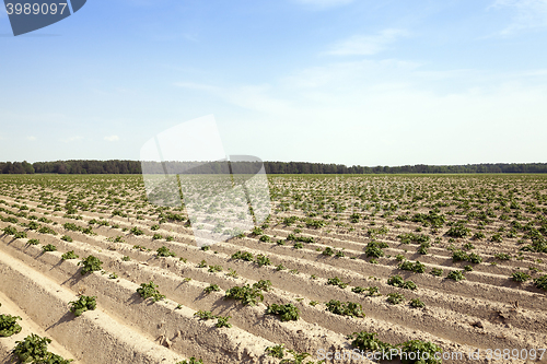 Image of Field with potato