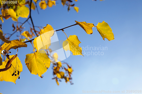 Image of autumn in the park