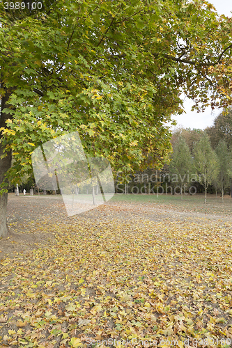 Image of autumn in the park