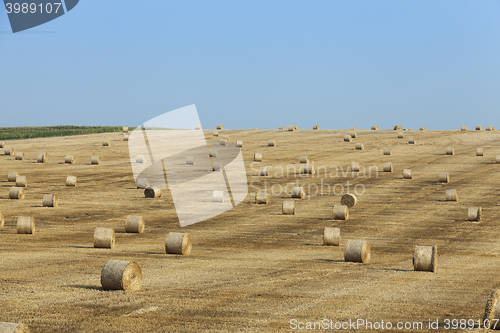 Image of haystacks in a field of straw