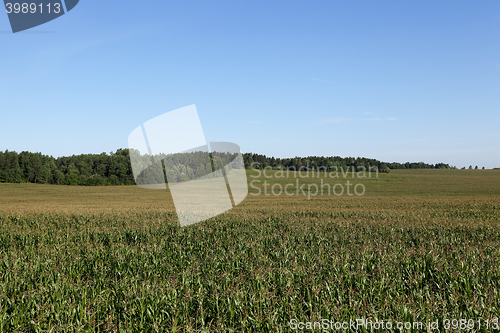 Image of corn field, agriculture