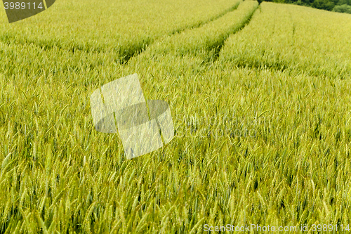 Image of flowering stalks of wheat