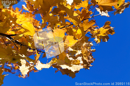 Image of yellowing leaves on the trees